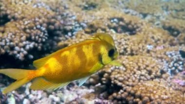 Su altında dalış videosu ya da deniz mercanı üzerinde dalış. Mavi benekli spinefoot, Siganus corallinus ya da sarı mercan tavşancığıyla suya dalmak. Vahşi yaşam tropikal balıklar