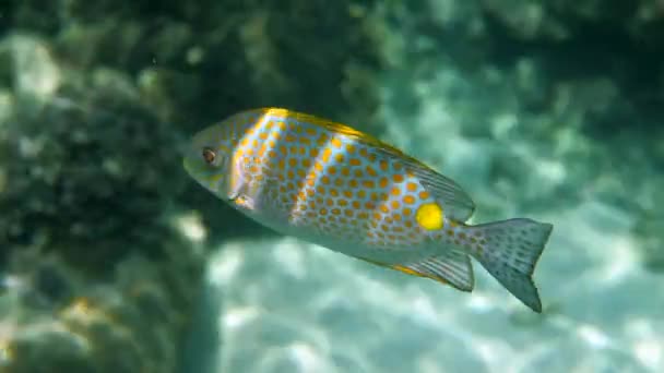 Vídeo Subaquático Coelhos Dourados Siganus Guttatus Recife Coral Tailândia Atividades — Vídeo de Stock