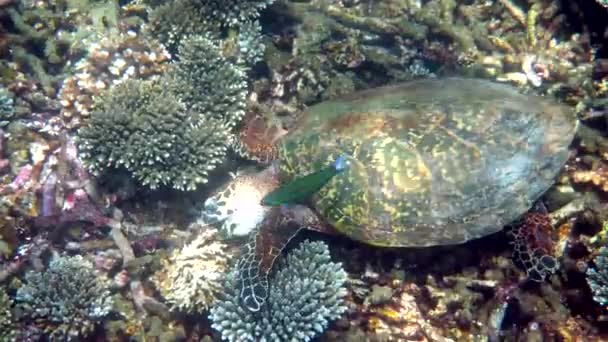 Hawksbill Havssköldpadda Simmar Långsamt Blått Vatten Genom Solljus Försöka Hitta — Stockvideo