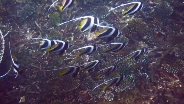 Подводный Вид Школы Длинноплавников Красивых Коралловых Рифах Таиланде Группа Полосатых — стоковое видео