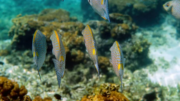 Underwater Video Golden Rabbitfish Siganus Guttatus School Coral Reef Thailand — Stock Photo, Image