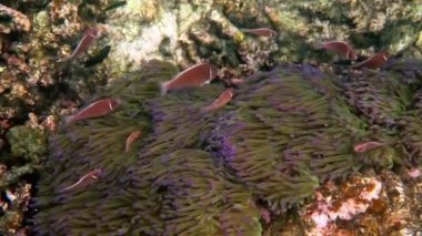 Mercan resifinde oynayan tatlı şakayık balığı. Deniz şakayığı üzerinde güzel renkli palyaço balığı, tropik mercan resiflerinde şakayık balığı. Tropikal balıkların olduğu harika ve güzel sualtı dünyası