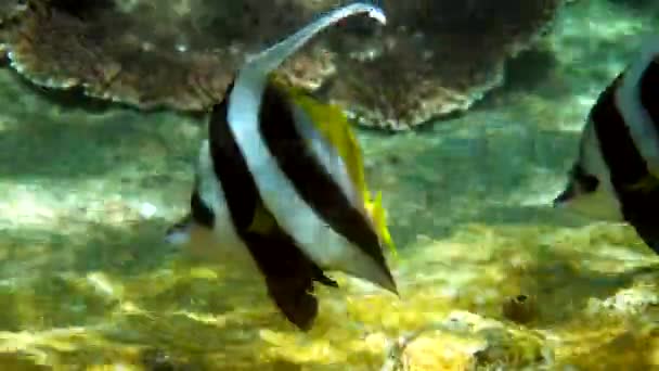 泰国美丽珊瑚礁中长鳍旗鱼的海底视频 一组带条纹的海鱼在潜水或潜水 野生动物深海世界的水下录像 拯救生态概念 — 图库视频影像