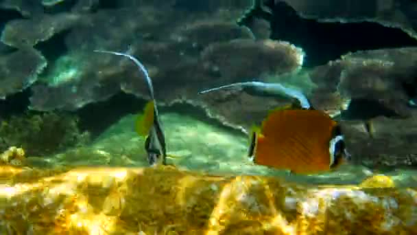 Undervattensvideo Långfenad Fanfisk Vackra Korallrev Thailand Grupp Randig Havsfisk Snorkling — Stockvideo
