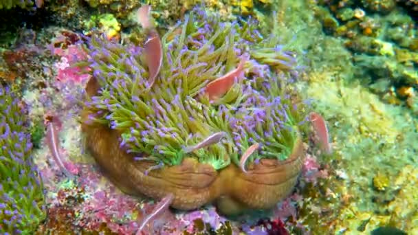 Cuki Anemone Hal Játszik Korallzátonyon Gyönyörű Színű Bohóchal Anemone Anemone — Stock videók