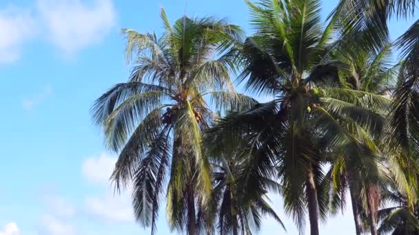 Palmeras Tropicales Coco Luz Del Sol Contra Cielo Azul Fondo — Vídeos de Stock