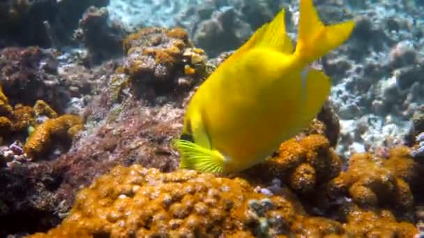 シュノーケリングや海のサンゴでのダイビングの水中ビデオ 魚の青い斑点のあるスピンフット Siganus Corallinusまたは黄色のサンゴのラビットフィッシュで水中でダイビングします 野生動物 エキゾチックな熱帯魚 — ストック動画