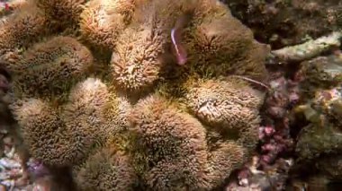 Mercan resifinde oynayan tatlı şakayık balığı. Deniz şakayığı üzerinde güzel renkli palyaço balığı, tropik mercan resiflerinde şakayık balığı. Tropikal balıkların olduğu harika ve güzel sualtı dünyası