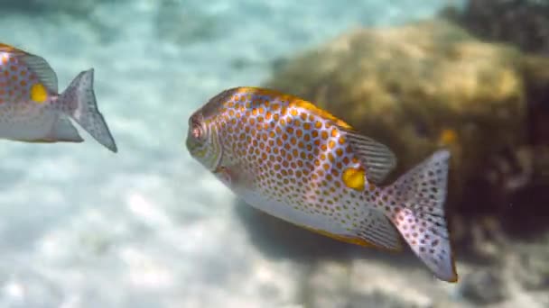 Vídeo Subaquático Coelhos Dourados Siganus Guttatus Recife Coral Tailândia Atividades — Vídeo de Stock