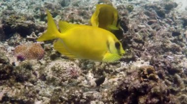 Su altında dalış videosu ya da deniz mercanı üzerinde dalış. Mavi benekli spinefoot, Siganus corallinus ya da sarı mercan tavşancığıyla suya dalmak. Vahşi yaşam tropikal balıklar
