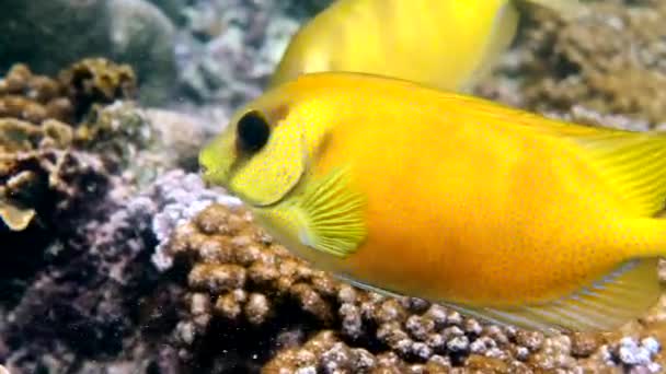 Underwater Video Snorkeling Diving Sea Coral Diving Underwater Fish Blue — Vídeo de Stock