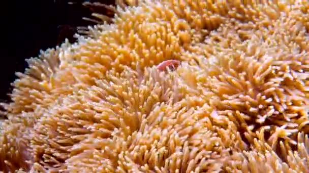 Cuki Anemone Hal Játszik Korallzátonyon Gyönyörű Színű Bohóchal Anemone Anemone — Stock videók