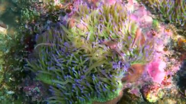 Mercan resifinde oynayan tatlı şakayık balığı. Deniz şakayığı üzerinde güzel renkli palyaço balığı, tropik mercan resiflerinde şakayık balığı. Tropikal balıkların olduğu harika ve güzel sualtı dünyası