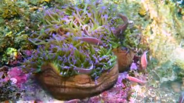 Mercan resifinde oynayan tatlı şakayık balığı. Deniz şakayığı üzerinde güzel renkli palyaço balığı, tropik mercan resiflerinde şakayık balığı. Tropikal balıkların olduğu harika ve güzel sualtı dünyası