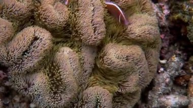 Mercan resifinde oynayan tatlı şakayık balığı. Deniz şakayığı üzerinde güzel renkli palyaço balığı, tropik mercan resiflerinde şakayık balığı. Tropikal balıkların olduğu harika ve güzel sualtı dünyası