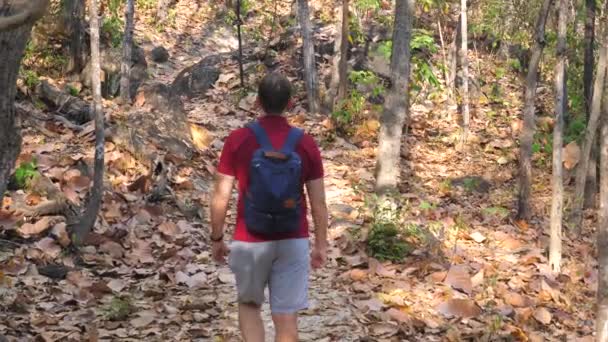 青いバックパックを歩くと秋の森を探索する若い冒険ハイカーの男 バックビュー旅行者は公園で晴れた夏の日をお楽しみください 映画のようなサンセットハイキング旅行だけで — ストック動画