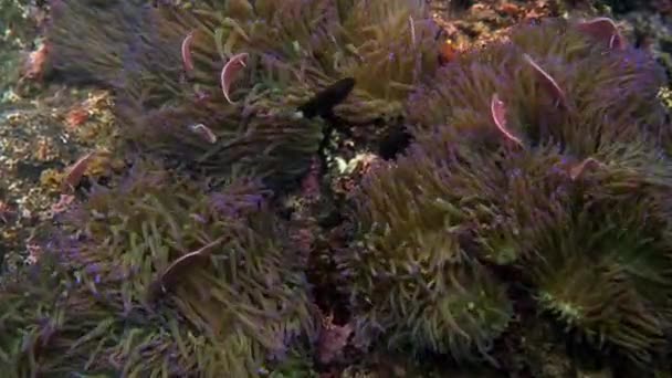 Lindo Pez Anémona Jugando Arrecife Coral Hermoso Pez Payaso Color — Vídeo de stock