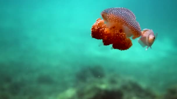 Niezwykła Podwodna Przyjaźń Zraniona Tropikalna Ryba Bez Ogona Kryje Się — Wideo stockowe