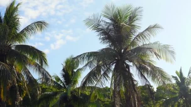 美しいビーチだ ヤシの周りで素敵な熱帯のビーチの景色 休日や休暇のコンセプト エキゾチックなビーチでココナッツのヤシ — ストック動画