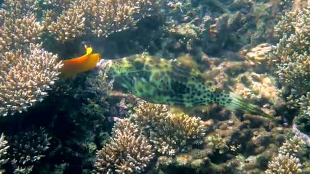 タイ湾でのスクロールされた魚や子宮内スクリプトの水中ビデオ サンゴ礁の中で美しい熱帯魚のスイミングを閉じます 野生動物 海の生活 スキューバダイビングやシュノーケリング — ストック動画