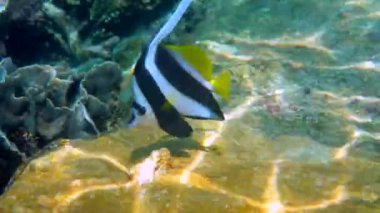 Tayland 'daki güzel mercan resiflerindeki uzun yüzgeçli sancak balığının sualtı videosu. Dalış ve şnorkelle yüzen bir grup çizgili deniz balığı. Vahşi yaşamın derin okyanus dünyasının sualtı videosu. Ekonomi kavramını kaydet