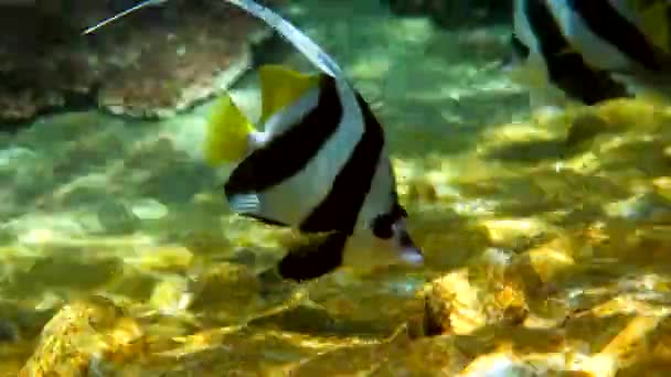 Vídeo Submarino Longfin Bannerfish Belos Recifes Coral Tailândia Grupo Peixes — Vídeo de Stock