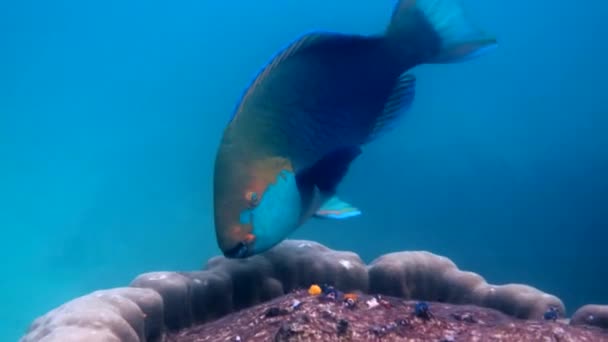 Underwater Video Blue Queen Parrotfish Swimming Coral Reef Large Adult — Stock videók