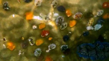 Noel Ağacı Solucanları 'nın sualtı videosu ya da Tayland Körfezi' ndeki mercan resifinde bulunan Spirobranchus Giganteus. Renkli noel ağacı mercanda büyüyen solucanlar