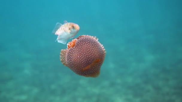 Unusual Underwater Friendship Wounded Tropical Fish Tail Hides Beautiful Jellyfish — Stock Video