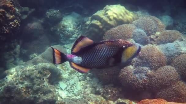 Podvodní Video Titan Triggerfish Nebo Balistoides Viridescens Thajském Zálivu Obří — Stock video