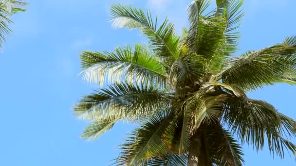 Kokosnoot Palmbomen Beneden Uitzicht Zomer Zonnige Dag Groene Palmboom Bij — Stockvideo
