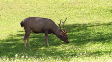 Ağaçların gölgesinde yeşil çimen yiyen güzel bir geyik. Güneş ışığı kırmızısı geyik, yaz doğasında cervus elaphus. Kahverengi kürklü vahşi hayvan saman tarlasında gözlem yapıyor. Ulusal park