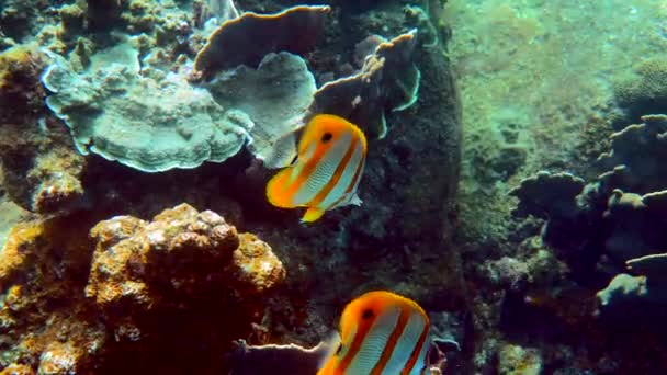 Par Copperband Butterflyfish Chelmon Rostratus Peixe Com Nariz Longo Mar — Vídeo de Stock