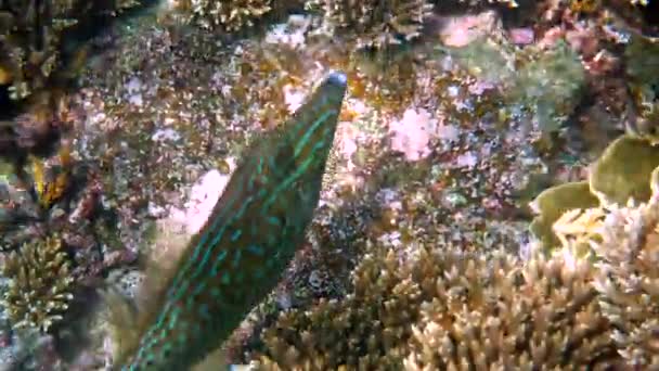 タイ湾でのスクロールされた魚や子宮内スクリプトの水中ビデオ サンゴ礁の中で美しい熱帯魚のスイミングを閉じます 野生動物 海の生活 スキューバダイビングやシュノーケリング — ストック動画