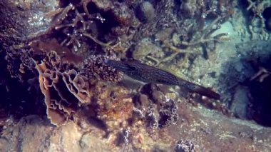 Tayland Körfezi 'nde karalanmış balık ya da aluterus senaryosunun su altı videosu. Resiflerin arasında yüzen güzel tropikal balıklara yaklaş. Vahşi doğa, deniz hayatı. Tüplü dalış ya da şnorkelle dalış.