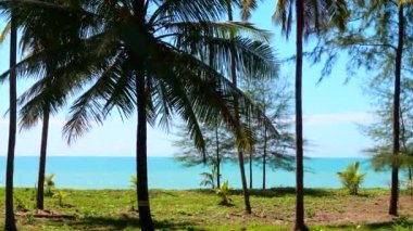 Tropik tatil konsepti. Güneşli yaz gününde, boş sahilde, arka planda palmiye ağaçları ve turkuaz deniz. Adadaki mavi okyanus doğası palmiyeleri. Asya, Tayland 'da tatiller
