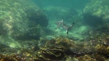 Tropical seascape, coastline with blacktip reef shark underwater. Underwater video of shark swimming among coral reef in tropical sea water in Thailand, Andaman Sea