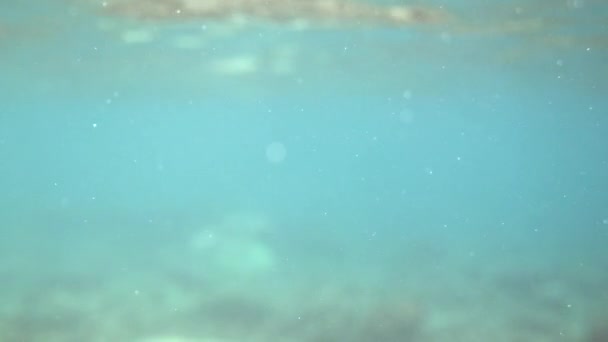 Situación Peligro Buceo Snorkel Video Submarino Tiburones Nadadores Lejos Caza — Vídeos de Stock