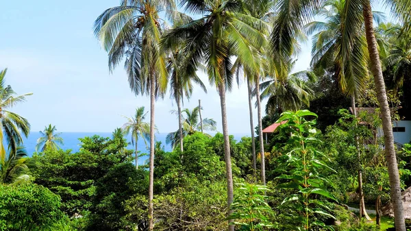 Green coconut palm trees with turquoise sea on background. Travel to paradise island. Concept of nature summer vacation, holidays in Thailand. Jungle against blue sky and ocean. Tropical landscape.