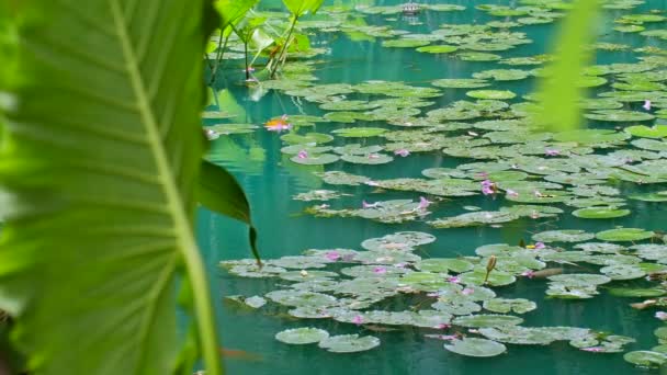 Beautiful Green Pond Blooming Water Lilies Nenuphar Purple Pink Lotus — Stock videók