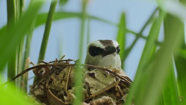 Eastern Yellow Vented Bulbul Incubating Eggs Sits Nest Green Grass — Video Stock