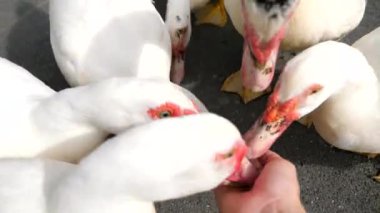 POV kadını, hayvan parkında beyaz ördek sürüsüyle besleniyor. Vejetaryen, vejetaryen, serbest çiftlik hayvanları kavramı. Kapatın. Sevimli ve sevimli bir hayvan. Şefkat kavramı