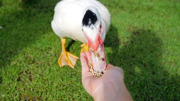 Pov Mujer Agricultora Alimentándose Las Manos Con Pato Blanco Grano —  Fotos de Stock