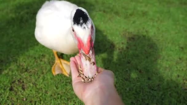 Pov Woman Farmer Feeding Hands Grain White Duck Natural Organic — Video Stock