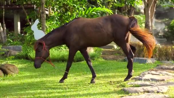 Brown Horse Leashed Walking Green Grass Meadow Rays Sun Fog — Stockvideo