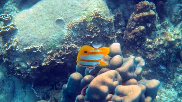 Beautiful Colorful Tropical Fish Butterflyfish Swimming Tropical Corals Long Beaked — 비디오