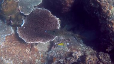 Tayland Körfezi 'nde karalanmış balık ya da aluterus senaryosunun su altı videosu. Resiflerin arasında yüzen güzel tropikal balıklara yaklaş. Vahşi doğa, deniz hayatı. Tüplü dalış ya da şnorkelle dalış.