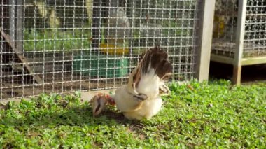 Geleneksel kümes hayvanları çiftliğinde bedava tavuk ve yavrusu. Kümes hayvanları boş kafeslerin yanındaki çimlerle beslenir. Köy çiftliği kavramı, geleneksel serbest tarım çiftliği.