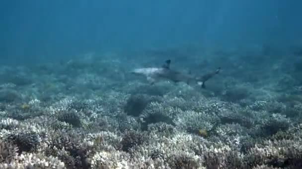 Tropical Seascape Coastline Blacktip Reef Shark Underwater Underwater Video Shark — 图库视频影像