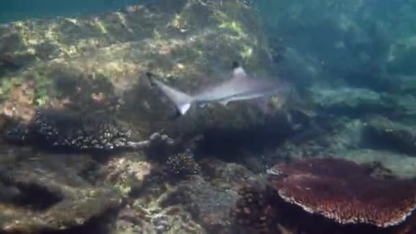 Tropik Deniz Manzarası Siyah Uçlu Resif Köpekbalığıyla Dolu Kıyı Şeridi — Stok video